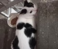 Жители Заречного просят помочь кошке найти новый дом