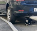 В Заречном ищут хозяев собаки, замеченной у дома Победы, 15