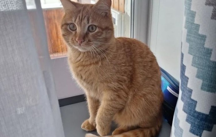 Потерялся рыжий кот Марсик