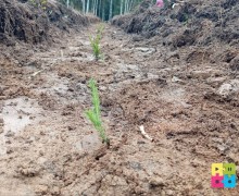 Больше 5 тысяч деревьев высадили в субботу, 6 сентября на территории Заречного