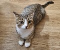 Ласковая кошечка из сада № 55 ищет заботливых хозяев