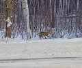 Сегодня утром по дороге на Белоярскую АЭС была замечена лиса