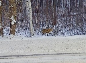 Сегодня утром по дороге на Белоярскую АЭС была замечена лиса