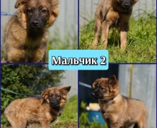 Щенки-дикарята из Первоуральска ищут дом или передержку