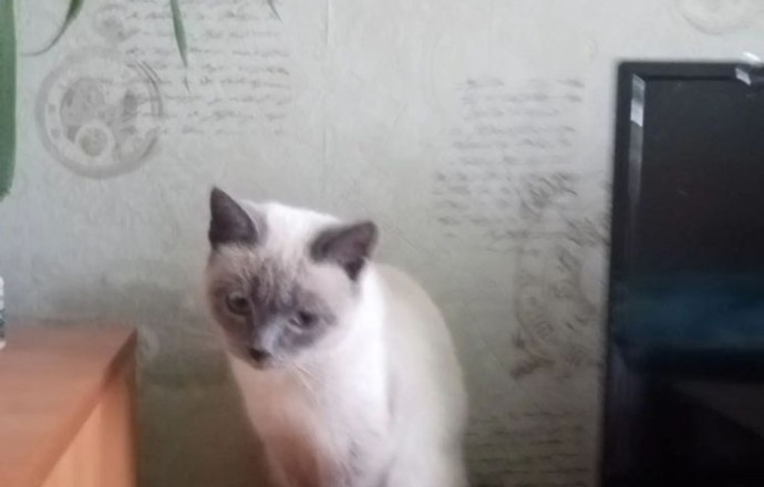 Сима ищет дом: кошке около года, нужна забота