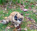 Трёхцветная кошка с необычным окрасом ищет новый дом на Таховском бульваре