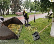В Заречном начался яблочный сезон: коммунальщики ежедневно убирают урожай с газонов