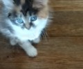 Отдаются в хорошие руки кошечки
