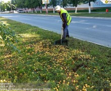 В Заречном начался яблочный сезон: коммунальщики ежедневно убирают урожай с газонов