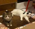 В Заречном ищут хозяев для двух найденных котов