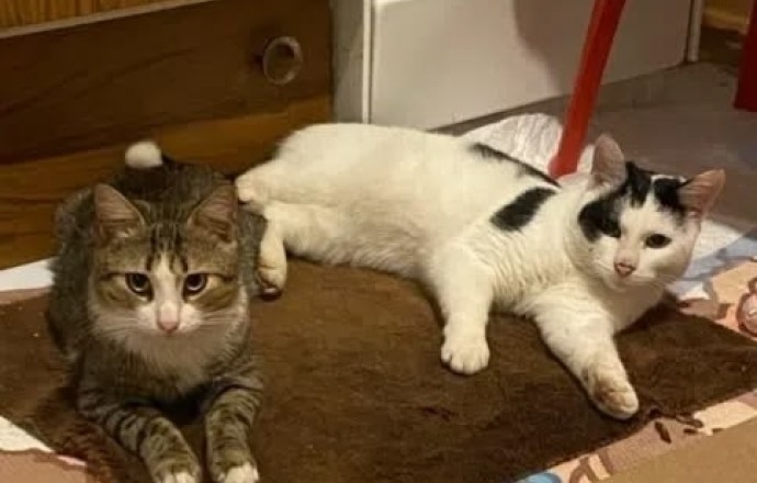 В Заречном ищут хозяев для двух найденных котов