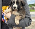 Срочный пристрой щенков