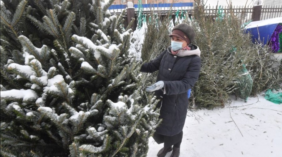 Живые новогодние ёлки подорожали