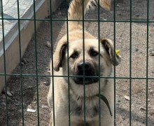 Пёс Изя ищет ответственных хозяев в Заречном