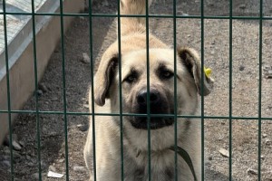 Ищет дом добрый пёс Изя: привит, с грозным видом, но очень одинок