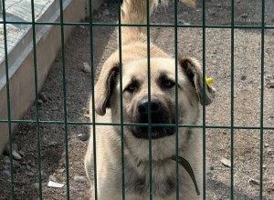 Ищет дом пёс Изя: добрый и красивый, ждёт ответственных хозяев