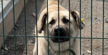 Ищет дом пёс Изя: добрый и красивый, ждёт ответственных хозяев