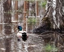 Селезень поселился в лесной луже в Заречном