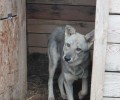 Принц из приюта ищет заботливого хозяина