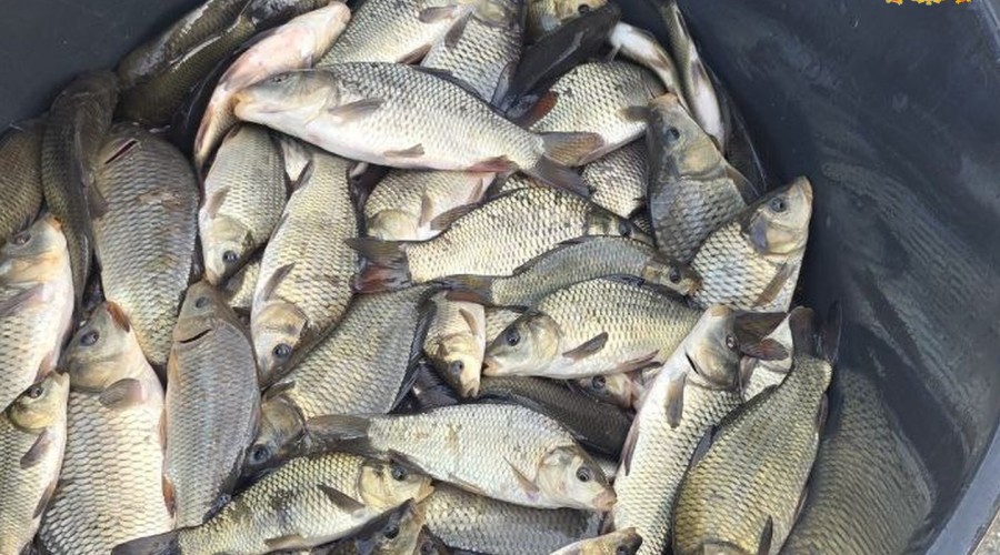 Более 24 тысяч мальков сазана выпущены в уральские водоёмы