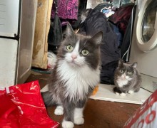 Заречный, срочно! Нужна помощь 40 кошкам из квартиры на Ленина, 30