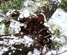  ИВА ПОД СНЕГОМ