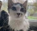 Двум котятам из Баженово срочно нужен дом