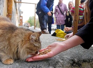 «Мы читали, что Государственная Дума запретила кормить бездомных животных на улицах