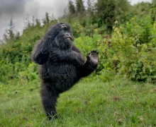 В конце декабря подвели итоги конкурса Comedy Wildlife Photography Awards 2025 - самых забавных фотографий дикой природы