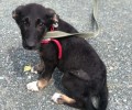 Бэмми из Первоуральска ищет заботливых хозяев