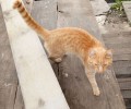 В садах «Восход» пропал кот Рыжик — хозяева просят помощи