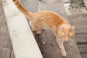 В садах «Восход» пропал кот Рыжик — хозяева просят помощи