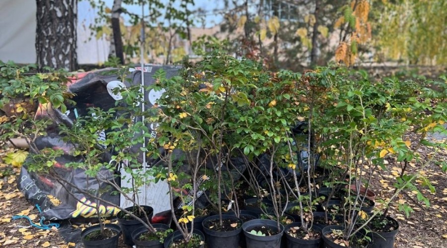  Вместо забора вокруг Ривьеры появится живая изгородь