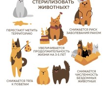 Зареченцы могут стерилизовать своих питомцев по льготной цене