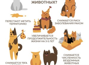 Зареченцы могут стерилизовать своих питомцев по льготной цене
