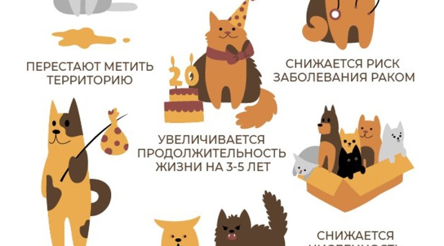 Зареченцы могут стерилизовать своих питомцев по льготной цене