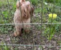 На базе отдыха под Заречным обнаружили собаку, приплывшую по воде