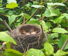 При обрезке кустов подрядчики обнаружили птичье гнездо