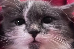 Помогите найти кошечку в Заречном