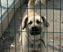 Ищет дом большой пёс Изя: добряк с охранными качествами