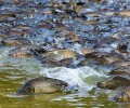 С СЕГОДНЯШНЕГО ДНЯ ВСЕ РЫБАКИ НА БЕЛОЯРСКОМ ВОДОХРАНИЛИЩЕ - ВНЕ ЗАКОНА