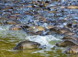 С СЕГОДНЯШНЕГО ДНЯ ВСЕ РЫБАКИ НА БЕЛОЯРСКОМ ВОДОХРАНИЛИЩЕ - ВНЕ ЗАКОНА