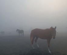 В понедельник Заречный и близлежащие деревни сёла накрыл туман