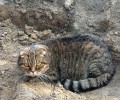 Кот срочно ищет дом