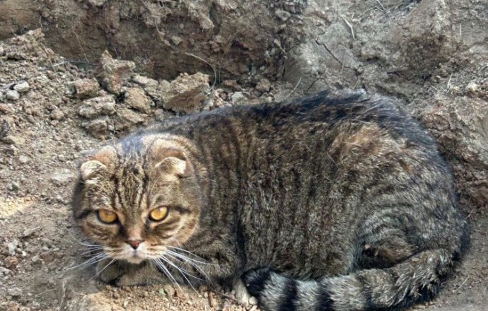 Кот срочно ищет дом