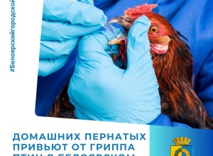 Домашних пернатых привьют от гриппа птиц